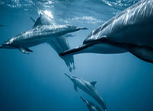 拜仁在米勒门上演五球屠杀，刷新德甲单赛季进球纪录